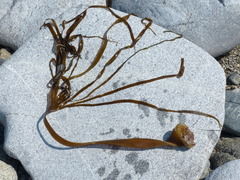 Saccorhiza polyschides