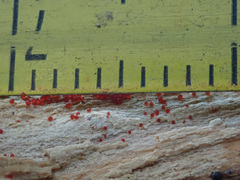Nectriaceae
