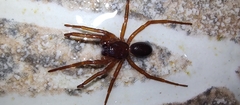 Corinnidae