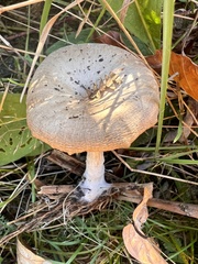 Pseudoclitocybe
