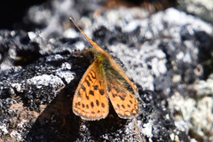 Boloria