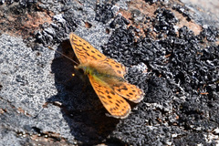 Boloria