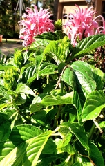 Justicia carnea