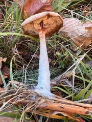 Pseudoclitocybe