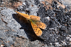 Boloria