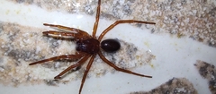 Corinnidae
