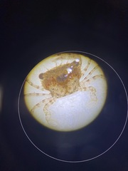 Thalamitinae