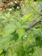 Rubus