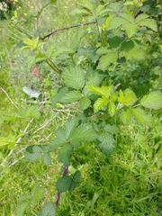 Rubus