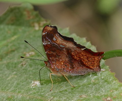 Hypanartia cinderella