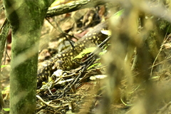Heloderma horridum