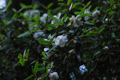Eucryphia lucida