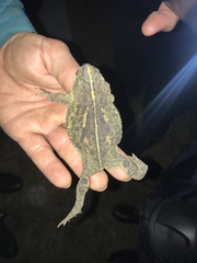 Rhinella dorbignyi