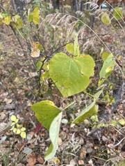 Cercis canadensis