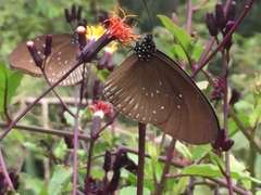 Euploea doubledayi evalida
