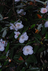 Eucryphia lucida