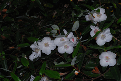 Eucryphia lucida