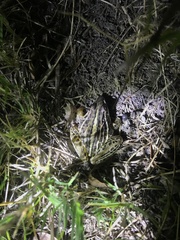 Leptodactylus gracilis