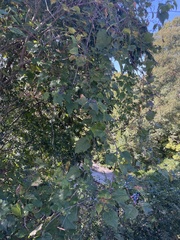 Ampelopsis glandulosa