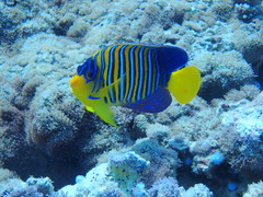Pygoplites diacanthus