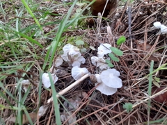 Marasmiellus candidus