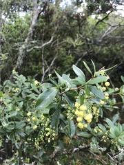 Berberis laurina