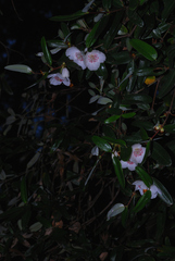 Eucryphia lucida