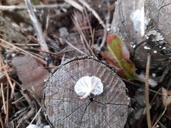 Marasmiellus candidus
