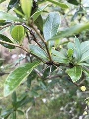 Berberis laurina
