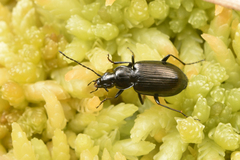 Agonum