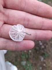 Marasmiellus candidus