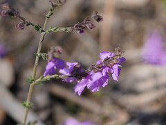 Prostanthera