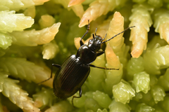 Agonum