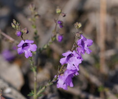 Prostanthera