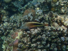 Paracirrhites forsteri