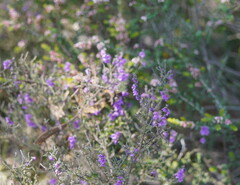 Prostanthera