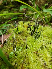 Xylaria hypoxylon