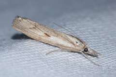 Agriphila geniculea