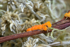 Byssonectria terrestris