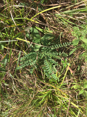 Astragalus tennesseensis