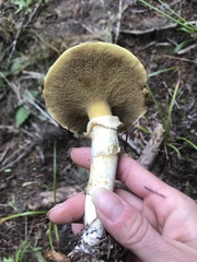 Suillus ponderosus