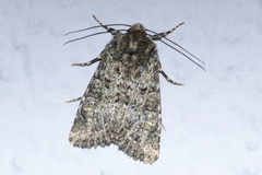 Polymixis lichenea