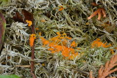 Byssonectria terrestris