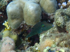 Canthigaster margaritata