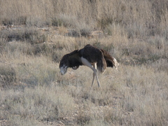 Struthio camelus australis