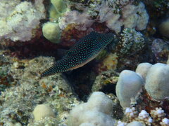 Canthigaster margaritata