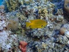 Pomacentrus sulfureus