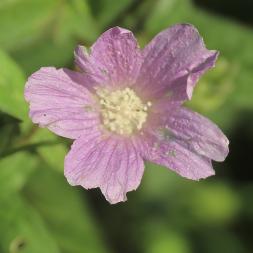 Violeta (Anoda cristata)
