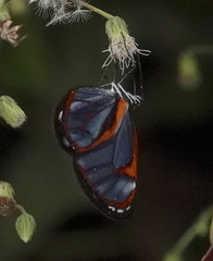 Ithomia terra