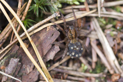Trochosa terricola